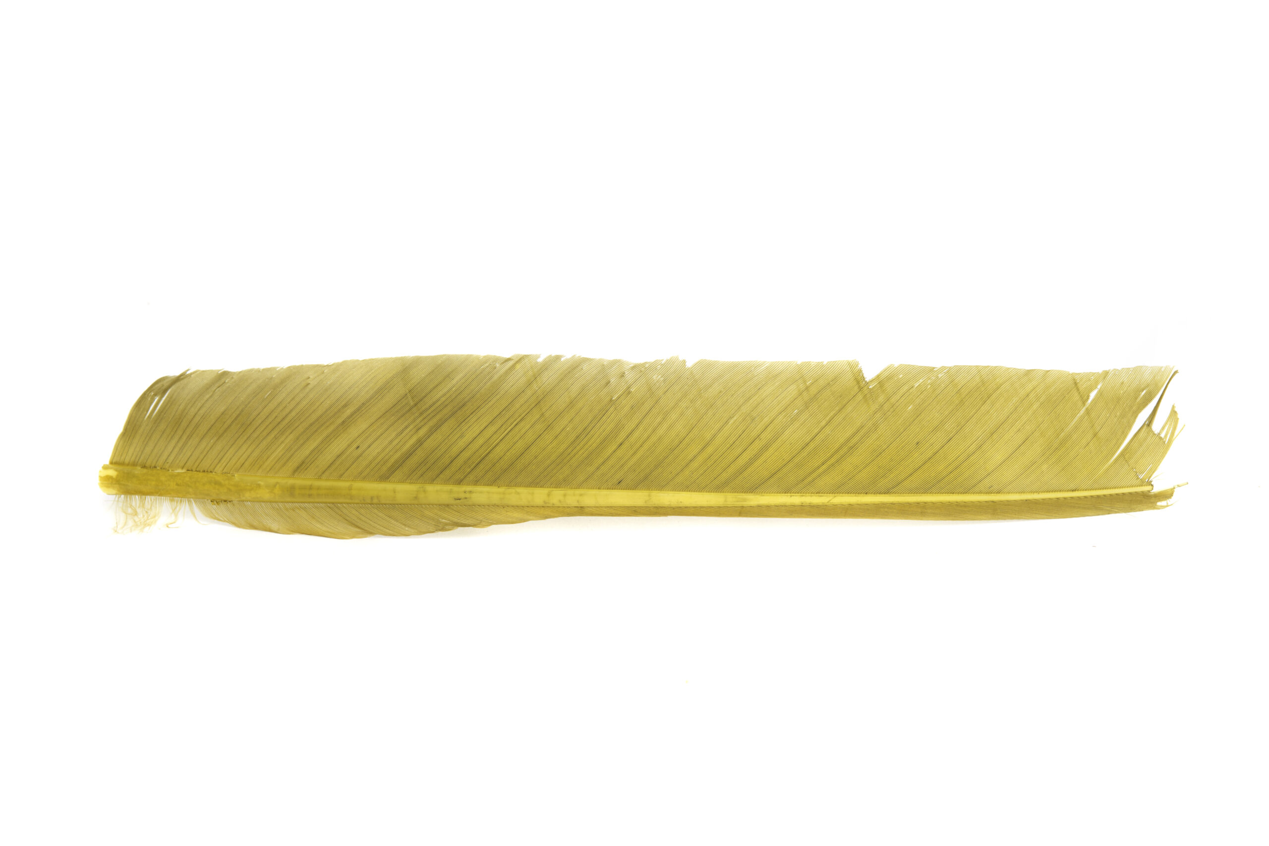 Turkey Biot quill - 11