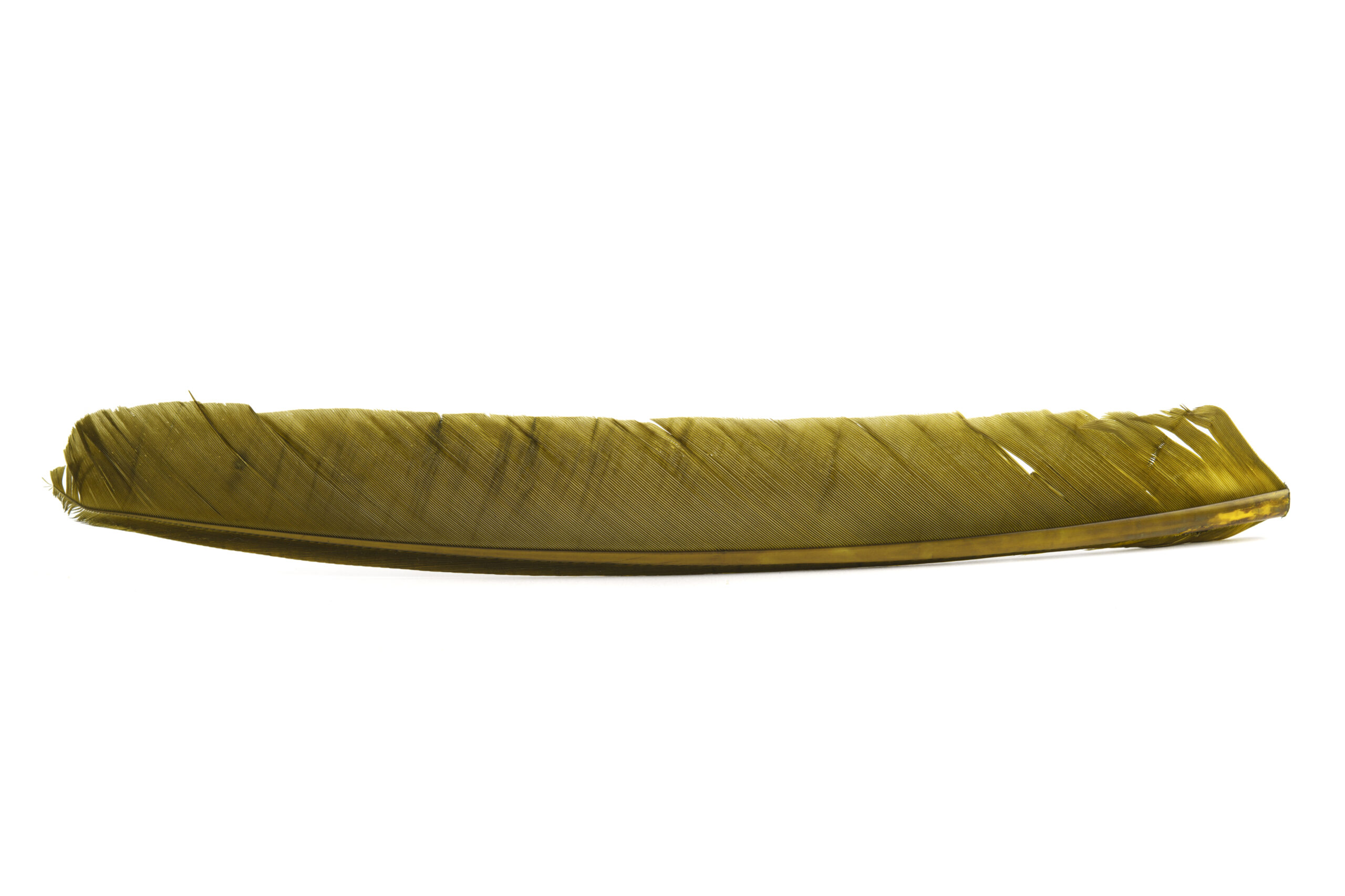 Turkey Biot quill - 13