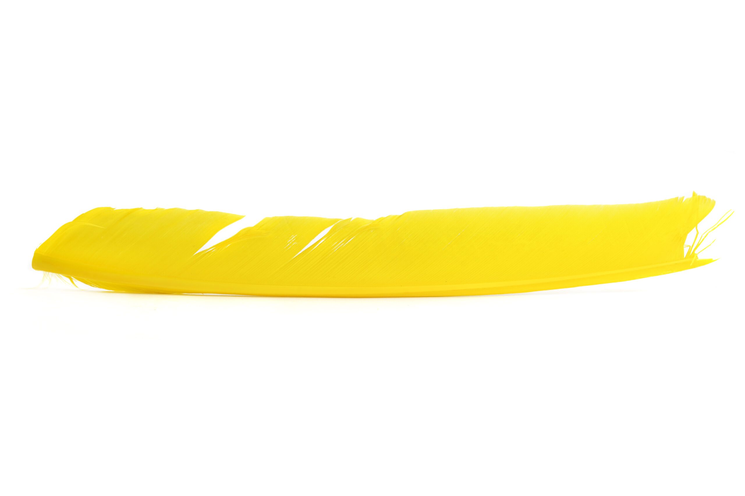 Turkey Biot quill - 3