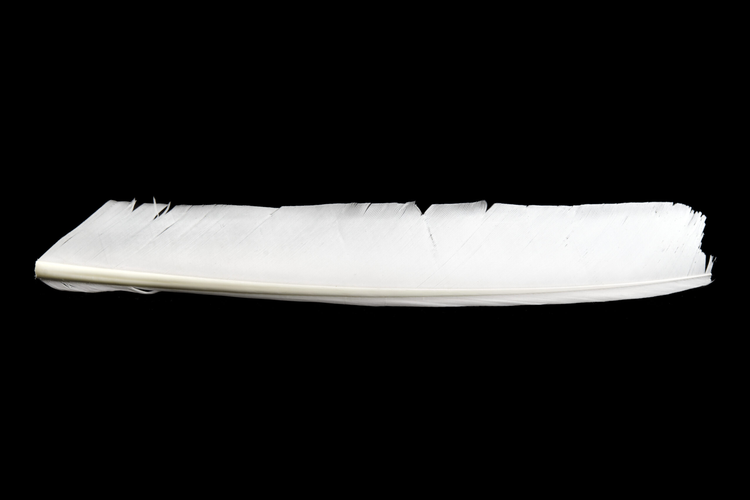 Turkey Biot quill - 4