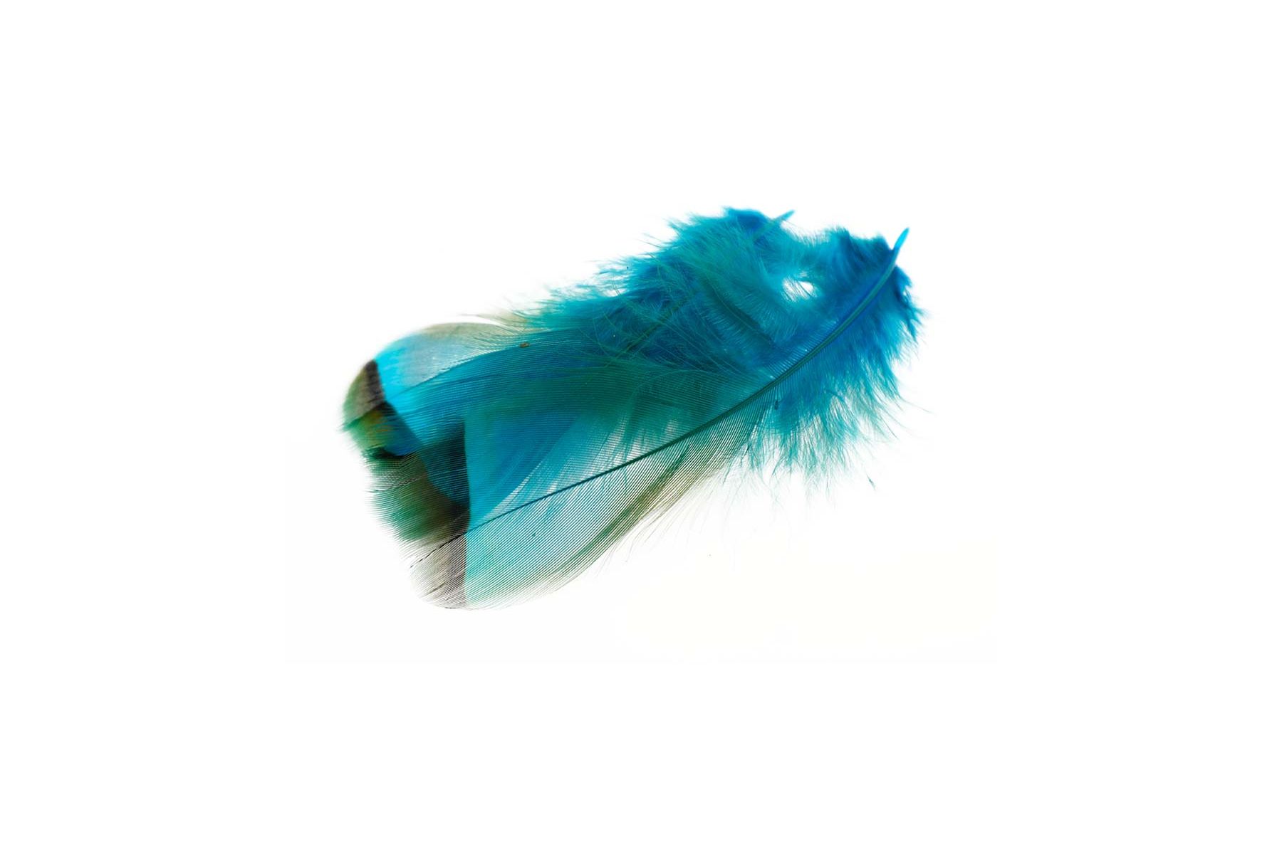 French Partridge/Rapphöna - 5