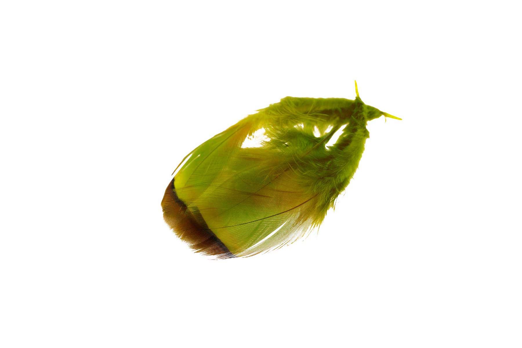 French Partridge/Rapphöna - 3