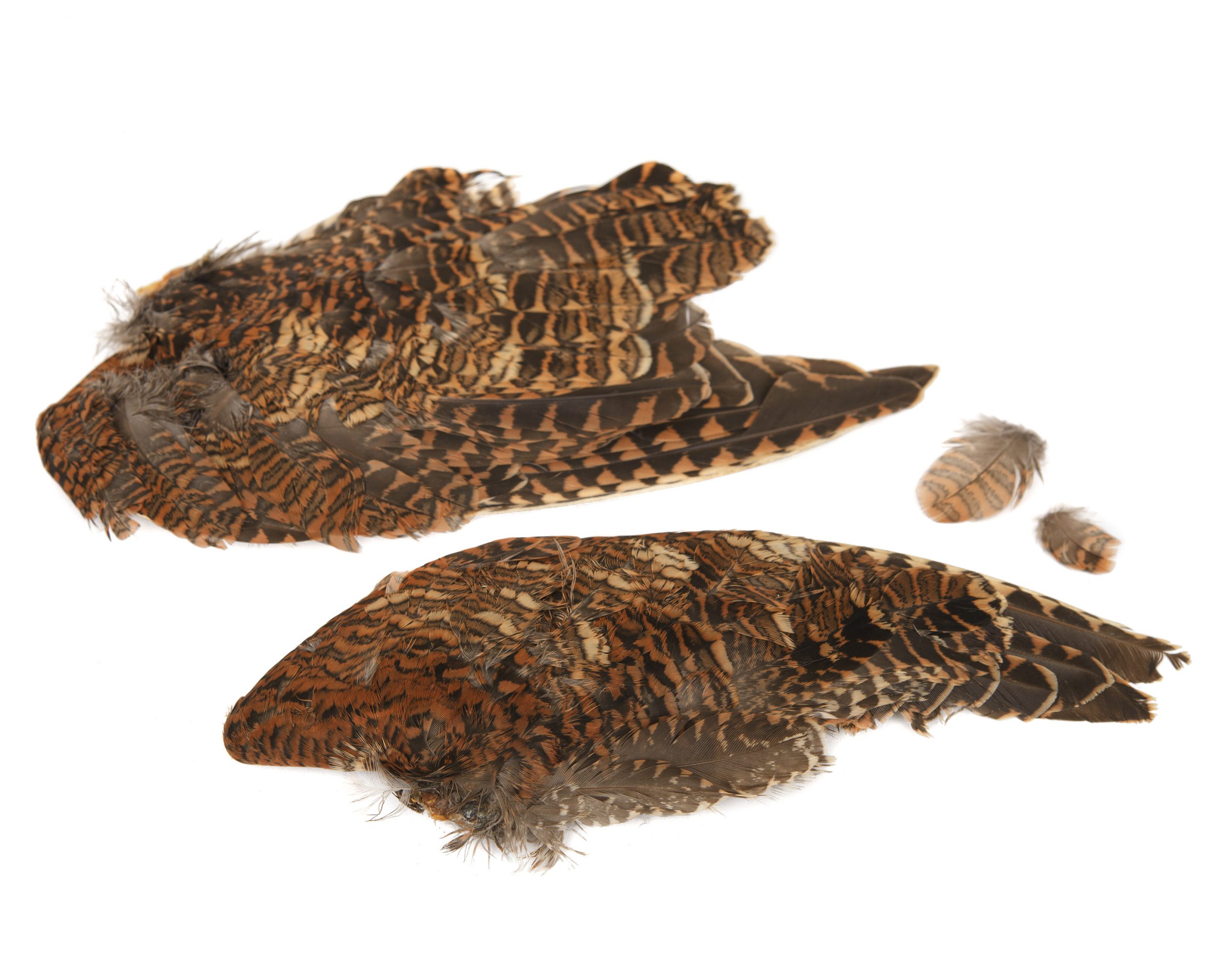 Veniard Morkulla (Woodcock) Vingpar