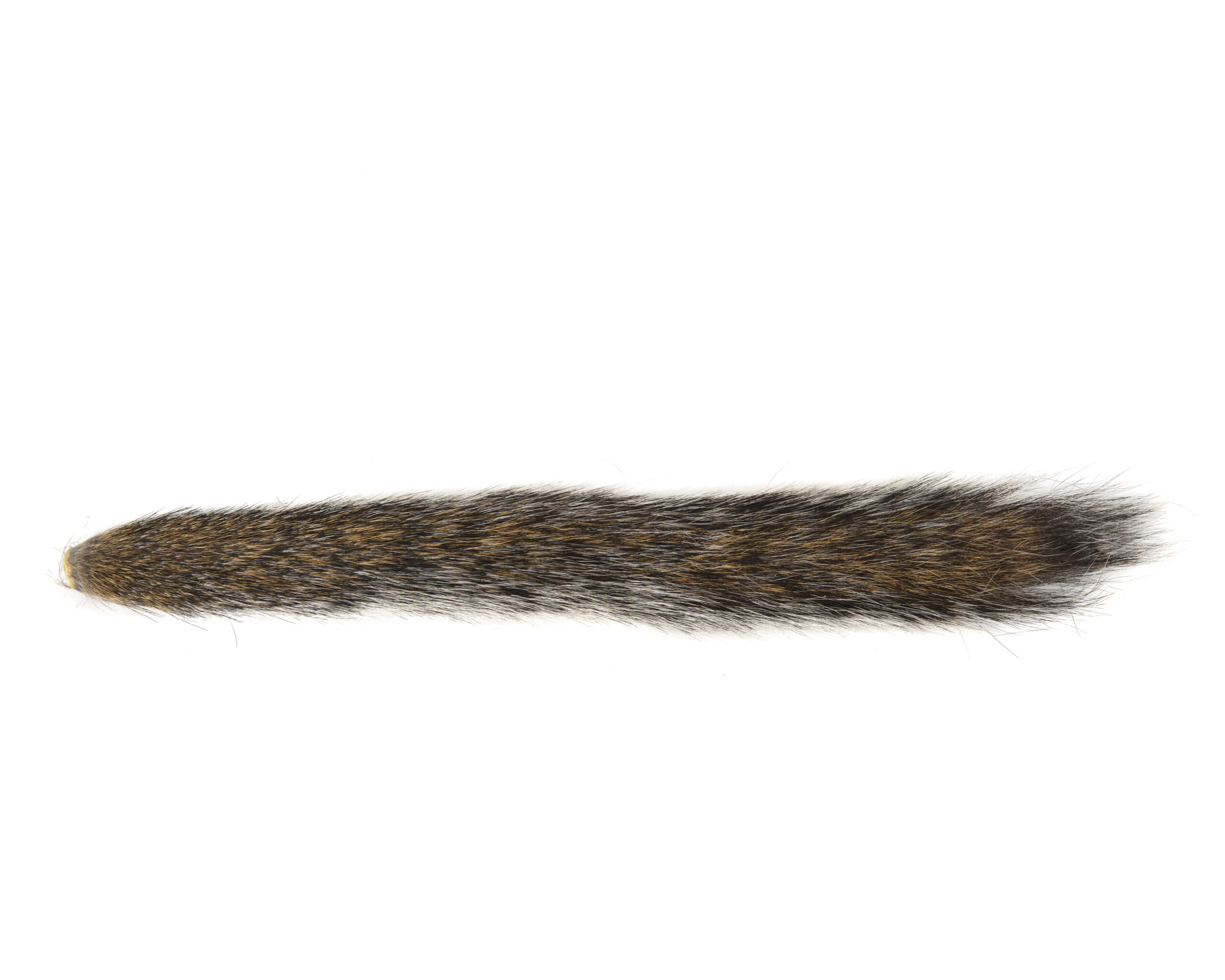 Ekorre Svans - 2