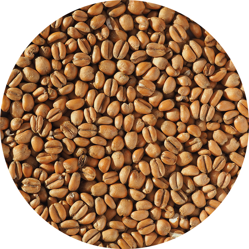 Torrefied Wheat (Crisp), hel, 25 kg