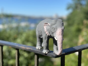 Elefant M (Mamma)WS