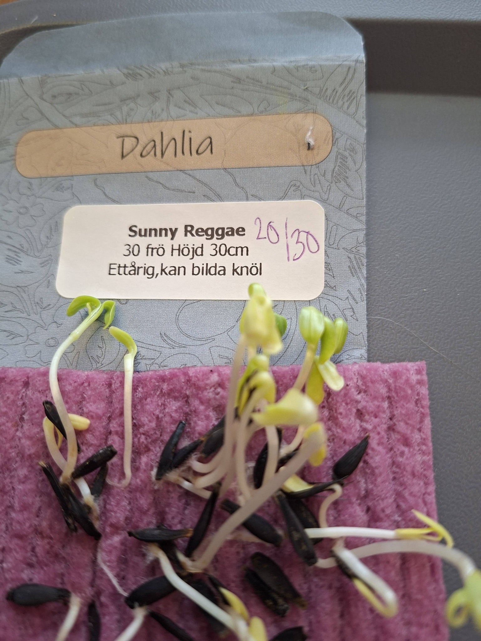 Dahlia Sunny Reggae 30 frö  - 2