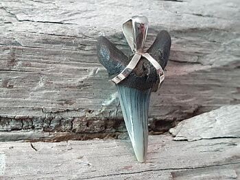 Fossil shark tooth pendant 925-Silver