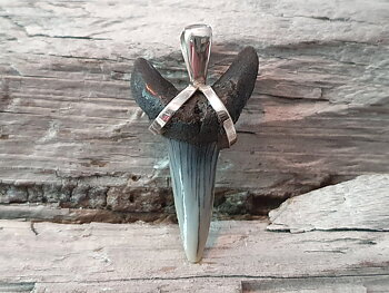 Fossil shark tooth pendant 925-Silver
