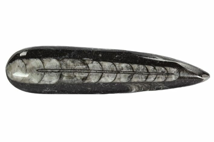 Ekte Fossiler (Ammonit og Orthoceras) - 2