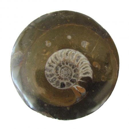 Ekte Fossiler (Ammonit og Orthoceras) - 3