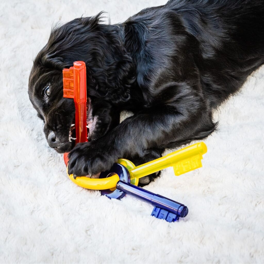 Nylabone Puppy Bacon Keys / XS - 3