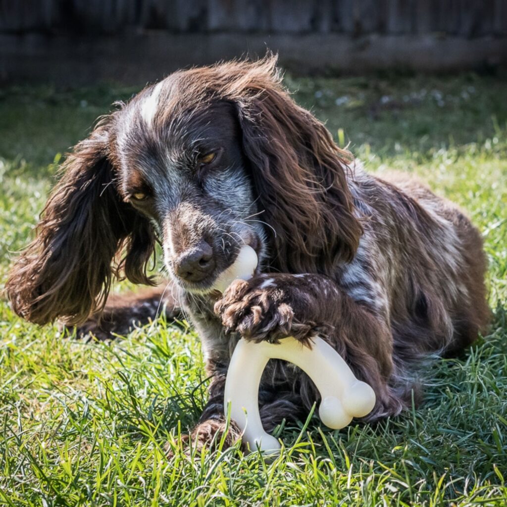 Nylabone Chicken Wishbone / S - 3