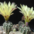 Gymnocalycium andreae v. fechseri P 378