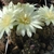 Gymnocalycium bruchii ssp. deminii MN 80 (Capilla del Monte, Arg)