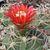 Gymnocalycium carminanthum ZJ 118 (El Rodeo, Catamarca, Arg)