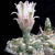 Gymnocalycium capillaense MN 75 (Capilla del Monte, Arg)