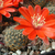 Rebutia atrovirens v. MN 234 (Iruya, Arg)
