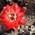 Rebutia atrovirens v. 'pauciareolata' FR 1121 (San Antonio, Bol)