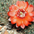 Rebutia atrovirens v. haefneriana RH 339 (Ex brunescens '99) (Esquire, 3950m, Bol)