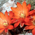 Rebutia atrovirens v. haefneriana RH 348 (E Esquire, 3800m, Potosi, Bol)