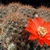 Rebutia atrovirens v. pseudoritteri WR 506