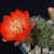 Rebutia atrovirens v. raulii WR 493