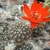 Rebutia atrovirens v. ritteri Hoffmann 2088