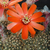 Rebutia atrovirens v. ritteri WR 520 (Santa Victoria, Arg)