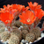 Rebutia atrovirens v. ritteri WR 700a (El Aquilar, Arg)