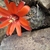 Rebutia atrovirens v. ritterii MN 281 (Santa Victoria, Salta, Arg)