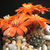 Rebutia atrovirens v. ritterii MN 283 (Santa Victoria, 2600m, Arg)