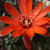 Rebutia atrovirens v. ritterii MN 330 (Trigohuiaco, Arg)