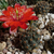 Rebutia atrovirens v. haefneriana MN 476 (Padcoyo-Pulquina, 4001m, Bolivia)
