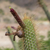 Cleistocactus buchtienii MN 611 (N San Pedro de Buena Vista, Bol)