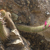 Cleistocactus candelilla MN 650