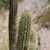 Cleistocactus spec. MN 607 (E Tapacari, 2975, Bol)