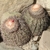 Melocactus peruvianus RH 4840 (Zuniga, Lima, 1030m, Peru)