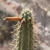 Cleistocactus morawetzianus RH 4955a (Vina Chiquita, Ayacucho, 2600m, Peru)