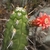 Cleistocactus fieldianus RH 4995b (Ronca Huata, Ancash, 2120m, Peru)