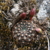 Rebutia kupperiana MN 368 (S. Canaletas, 2400m, Tarija, Bolivia)