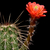 Echinocereus acifer ssp. tubiflorus (Zacatecas, Mex)