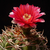 Gymnocalycium carminanthum P 133 (Sra Ambato, Arg)