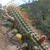 Cleistocactus micropetalus MN 0447 (Candelillar, N Pasorapa, 2053m, Cochabamba, Bolivia)