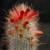 Cleistocactus hyalacanthus MN 0489 (1 km E of Santa Elena, 2239, Chuquisaca, Bolivia)