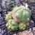 Gymnocalycium buenekeri HU 363 (Sao Francisco de Assis, 200 km N Cacapava, Rio Grande do Sul, Brazil)