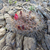 Weingartia totorensis fma MN 616 (SE Torotoro, 3166m, Bol)