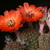 Rebutia atrovirens v. MN 134 (Santa Ana, 3900-4100m, Arg)