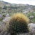 Matucana aurantiaca v. densispina KAS 891.1