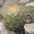 Weingartia buiningiana KAS 606.3